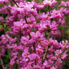 Bilde av Cercis chinensis 'Avondale'-Spanne Plantesalg