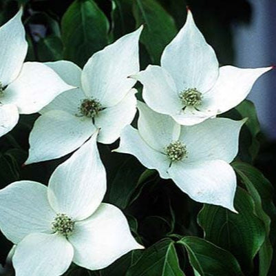 Bilde av Cornus kousa 'Schmetterling'-Spanne Plantesalg