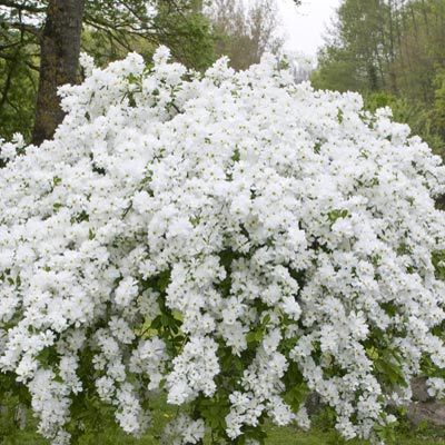 Bilde av Exochorda macrantha 'The Bride'-Spanne Plantesalg