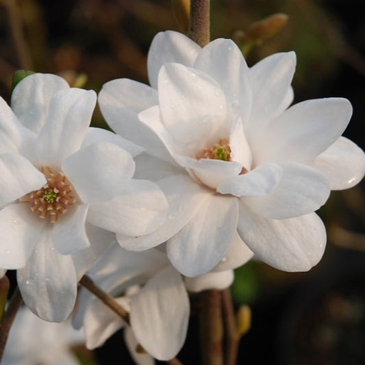 Bilde av Magnolia 'Mag's Pirouette'-Spanne Plantesalg