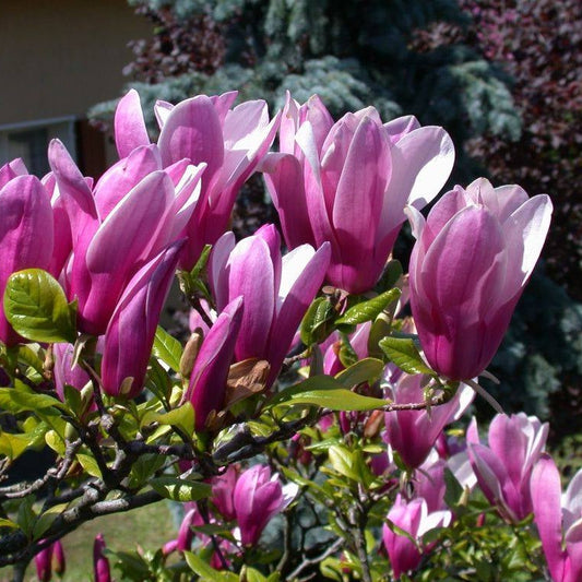 Bilde av Magnolia 'Susan'-Spanne Plantesalg