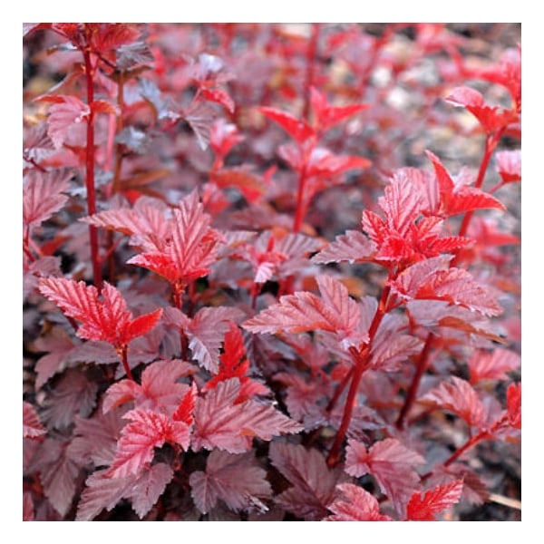 Bilde av Physocarpus o. Lady in Red'-Spanne Plantesalg