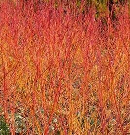 Bilde av Tilia cordata Winter Orange'-Spanne Plantesalg