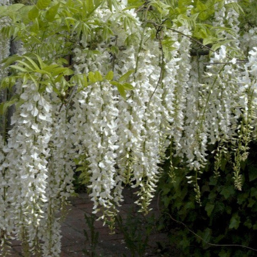 Bilde av Wisteria sinensis Alba'-Spanne Plantesalg