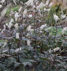 Bilde av Actaea Racemosa Queen Of Sheba-Spanne Plantesalg