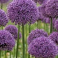 Bilde av Allium Gladiator-Spanne Plantesalg