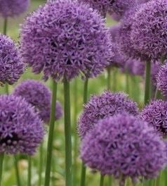 Bilde av Allium Gladiator-Spanne Plantesalg