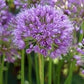 Bilde av Allium Millenium-Spanne Plantesalg