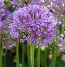 Bilde av Allium Millenium-Spanne Plantesalg