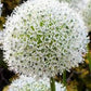 Bilde av Allium White Giant-Spanne Plantesalg