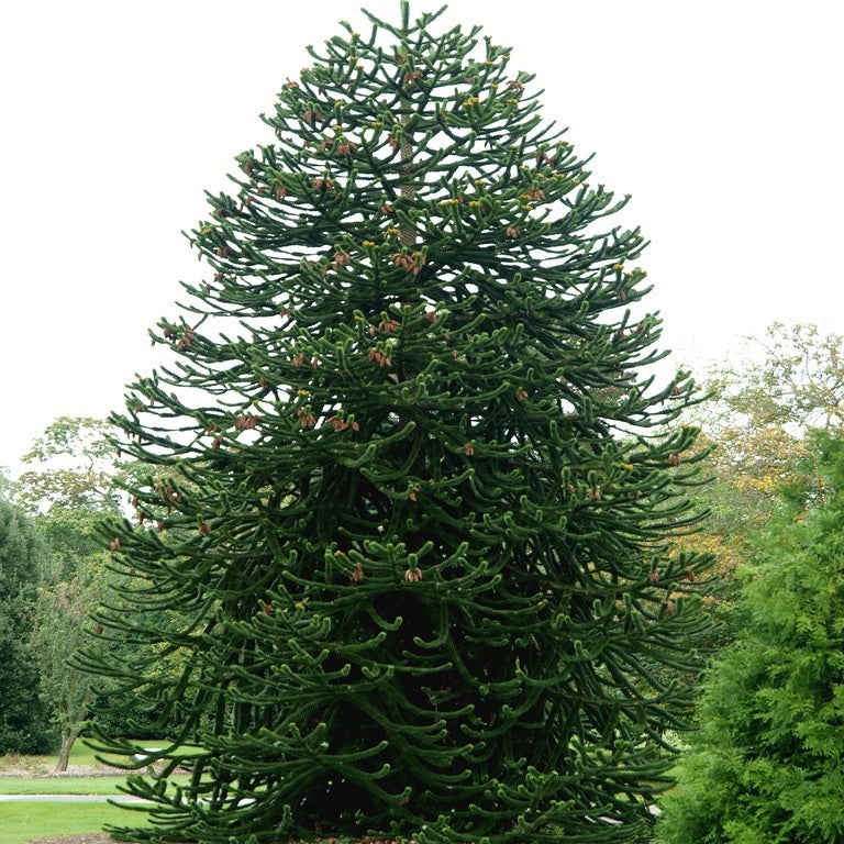 Bilde av Araucaria Araucana-Spanne Plantesalg