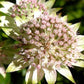 Bilde av Astrantia Hybr. Buckland-Spanne Plantesalg