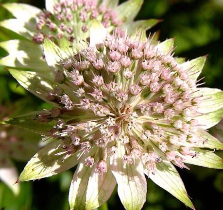 Bilde av Astrantia Hybr. Buckland-Spanne Plantesalg