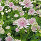 Bilde av Astrantia Major Florence-Spanne Plantesalg