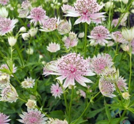 Bilde av Astrantia Major Florence-Spanne Plantesalg