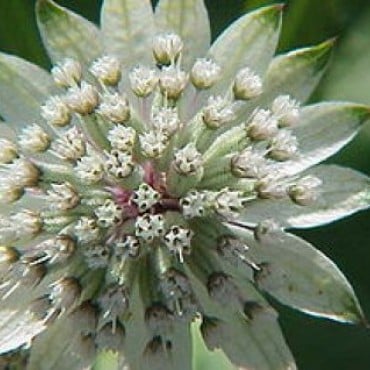 Bilde av Astrantia Major Snow Star (Involucrata)®-Spanne Plantesalg