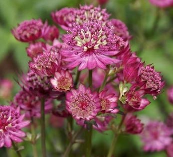 Bilde av Astrantia Major Star Of Beauty-Spanne Plantesalg