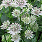 Bilde av Astrantia Major Star Of Billion-Spanne Plantesalg