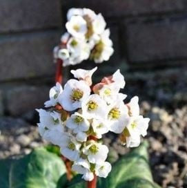 Bilde av Bergenia Jelle-Spanne Plantesalg