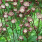 Bilde av Astrantia Major Star Of Passion-Spanne Plantesalg