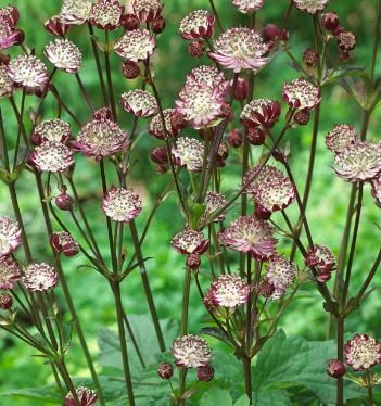 Bilde av Astrantia Major Star Of Passion-Spanne Plantesalg