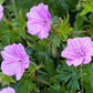 Bilde av Geranium Blushing Turtle-Spanne Plantesalg