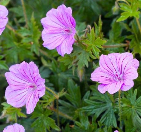 Bilde av Geranium Blushing Turtle-Spanne Plantesalg