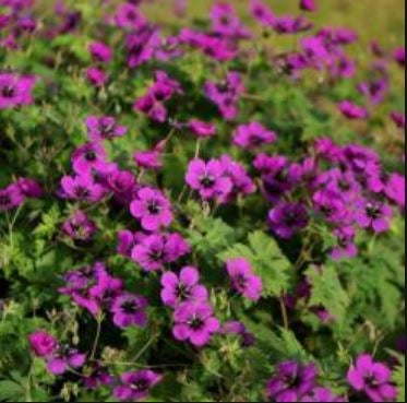 Bilde av Geranium Dragon Heart-Spanne Plantesalg