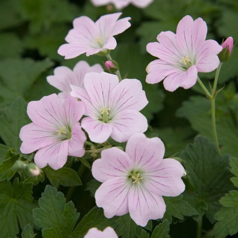 Bilde av Geranium Dreamland-Spanne Plantesalg