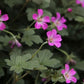 Bilde av Geranium Orkney Cherry-Spanne Plantesalg