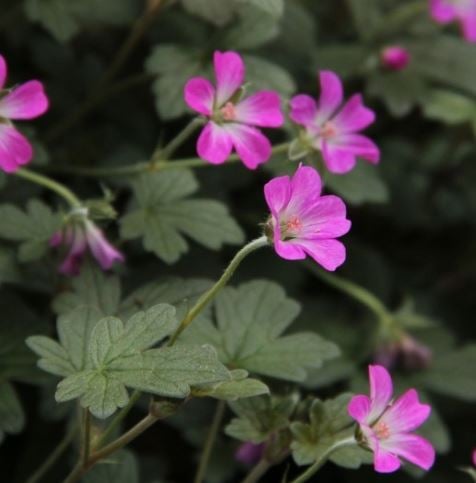 Bilde av Geranium Orkney Cherry-Spanne Plantesalg