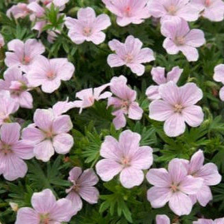 Bilde av Geranium Pink Pouffe-Spanne Plantesalg