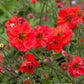 Bilde av Geum Fiery Tempest-Spanne Plantesalg