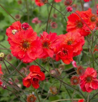 Bilde av Geum Fiery Tempest-Spanne Plantesalg