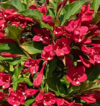 Bilde av Weigela Cherry Love-Spanne Plantesalg