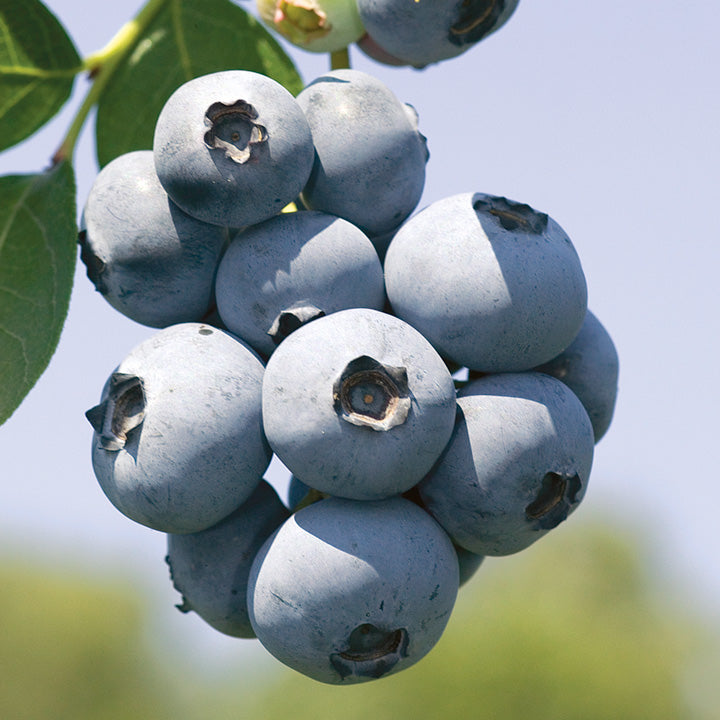 Bilde av Blåbær Brigitta Blue-Spanne Plantesalg