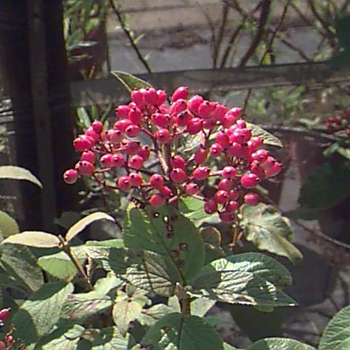 Bilde av Viburnum Lantana-Spanne Plantesalg