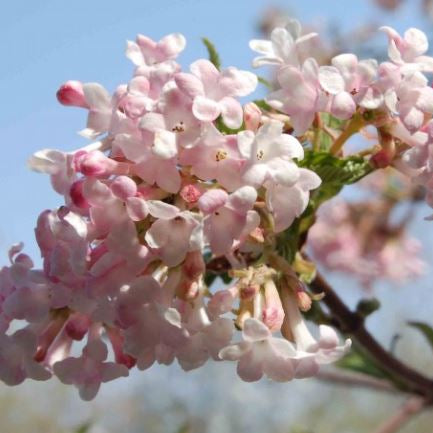 Bilde av Viburnum Farreri-Spanne Plantesalg