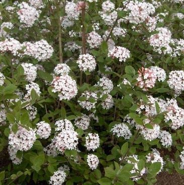 Bilde av Viburnum Carlesii Juddi-Spanne Plantesalg