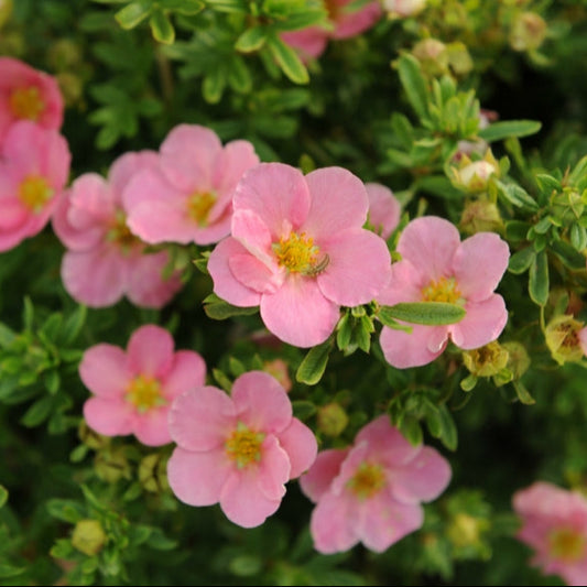 Bilde av Potentilla Fruticosa Lovely Pink-Spanne Plantesalg