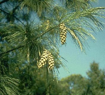 Bilde av Pinus Strobus-Spanne Plantesalg