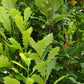 Bilde av Quercus x warei 'Regal Prince'-Spanne Plantesalg