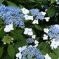 Bilde av Hydrangea serr. 'Bluebird'-Spanne Plantesalg