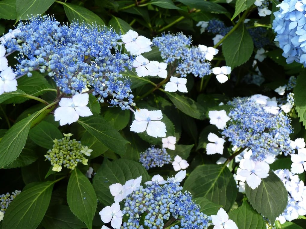 Bilde av Hydrangea serr. 'Bluebird'-Spanne Plantesalg