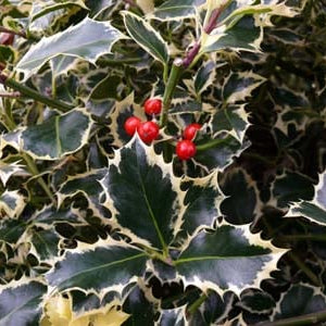 Bilde av Ilex aq. 'Argentea Marginata'-Spanne Plantesalg