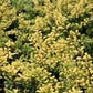 Bilde av Ilex crenata 'Convexed Gold'-Spanne Plantesalg