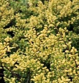 Bilde av Ilex crenata 'Convexed Gold'-Spanne Plantesalg