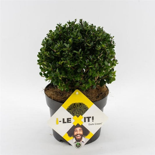 Bilde av Ilex crenata 'Dark Green' ®-Spanne Plantesalg