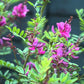 Bilde av Indigofera heterantha-Spanne Plantesalg