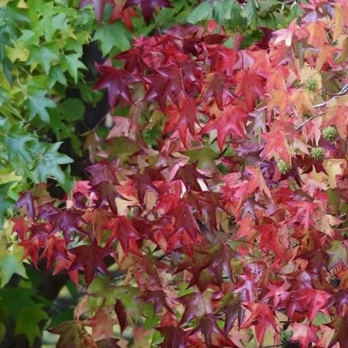 Bilde av Liquidambar styraciflua-Spanne Plantesalg